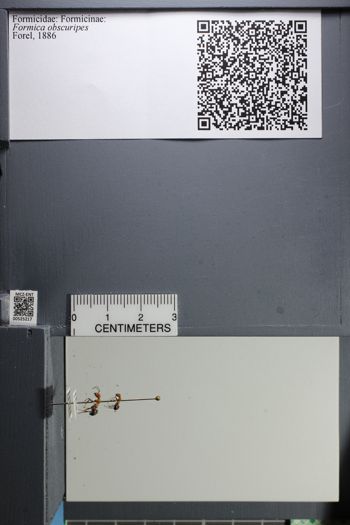 Media type: image;   Entomology 525217